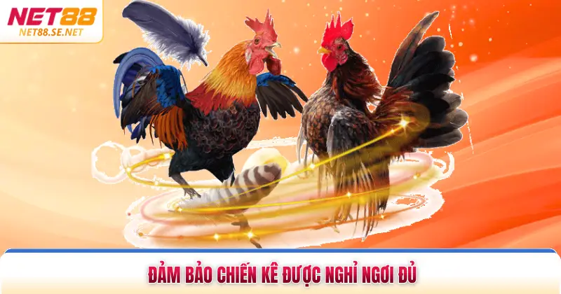 Đảm bảo chiến kê được nghỉ ngơi đủ